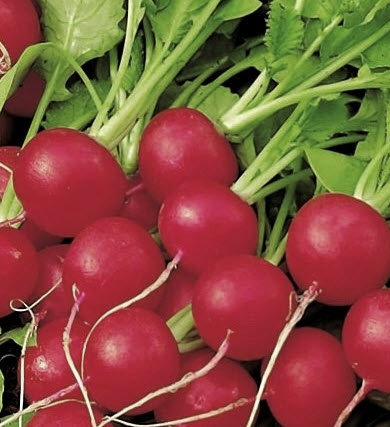 แรดิช แกแล๊กซี่ (Radish - Galaxy) / 20 เม็ด (UK)