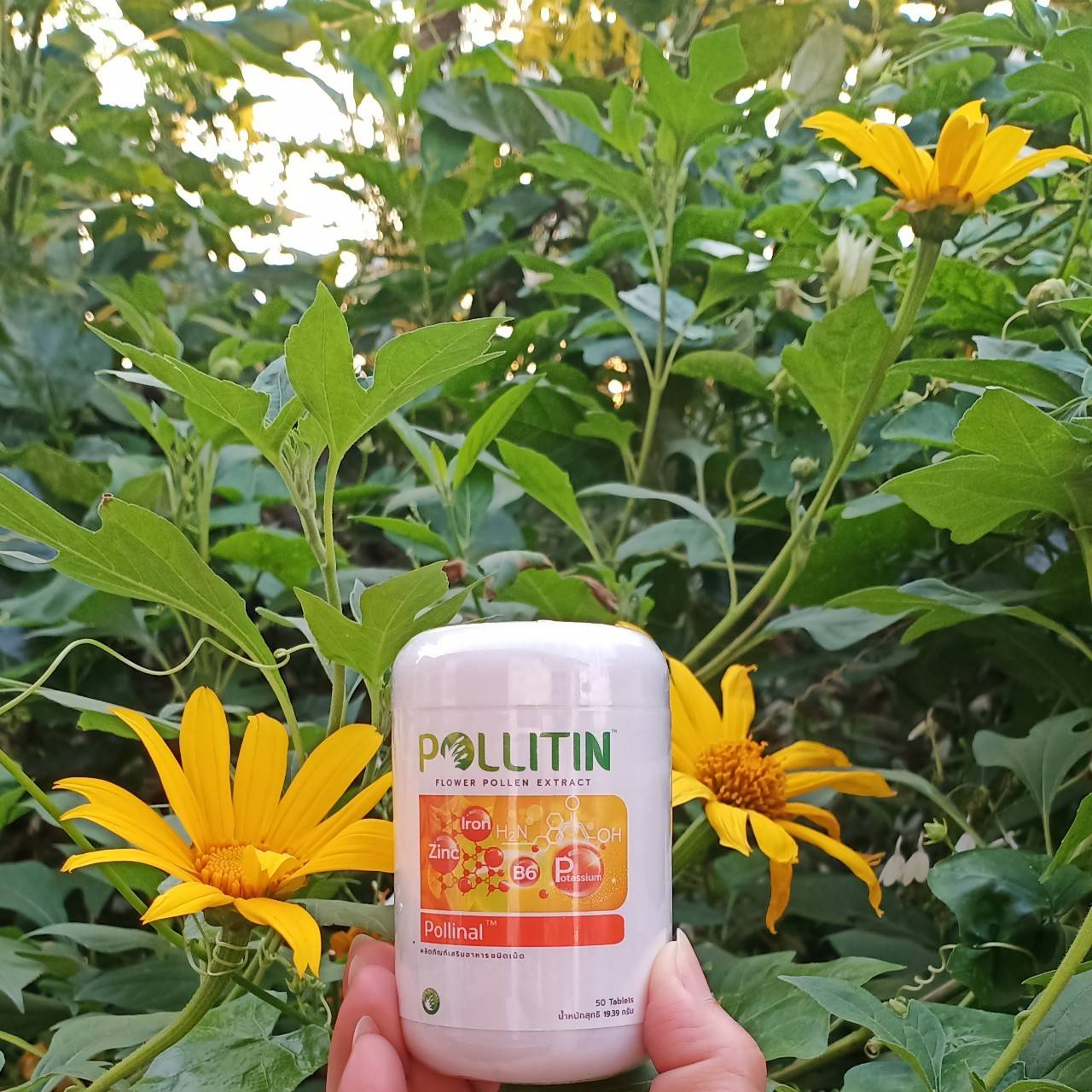 พอลลินอล (สีส้ม) Pollinal พอลลิติน Pollitin เซอร์นิติน