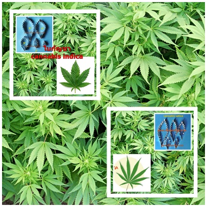 ใบกัญชา (cannabis indica-sativa)
