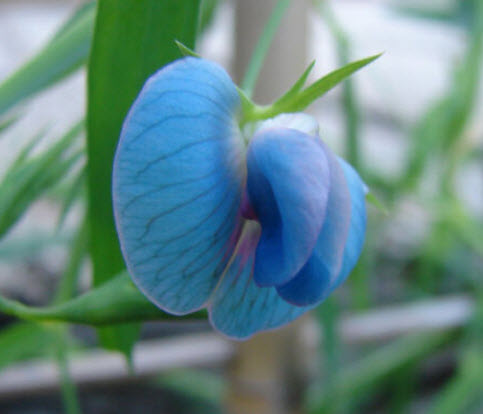 สวีทพี (Sweet Pea) โทนสีฟ้า คละ / 10 เม็ด (Malta)