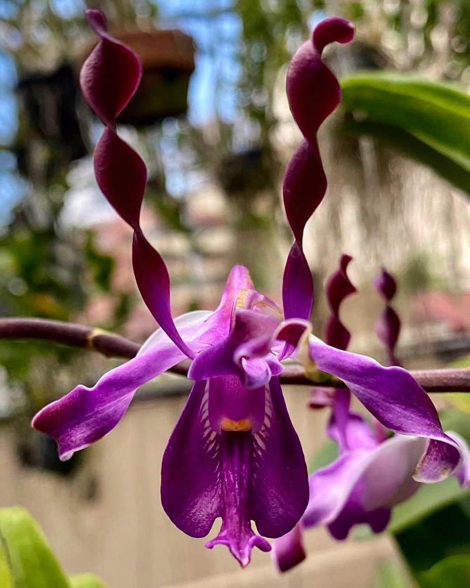 Cutter Mold dendrobium lasianthera