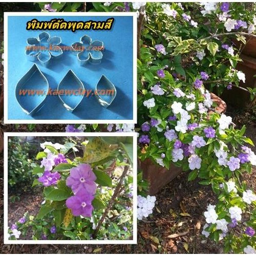 พิมพ์อลูมิเนียมดอกพุดสี+ใบ(Aluminum mold cutter Brunfelsia hopeana Benth + leaves )