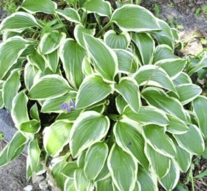 ฮอสต้า โคริยาม่า (Hosta Koriyama) / 10 เม็ด (USA) *