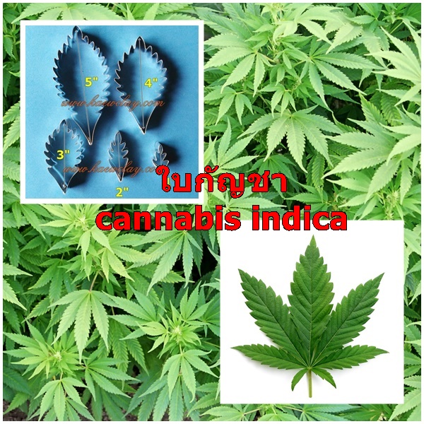 ใบกัญชา (cannabis indica-sativa)