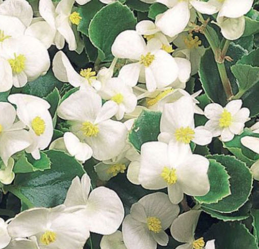 บิโกเนียใบมัน (Begonia Wax) ขาว / 50 เม็ด (USA)*