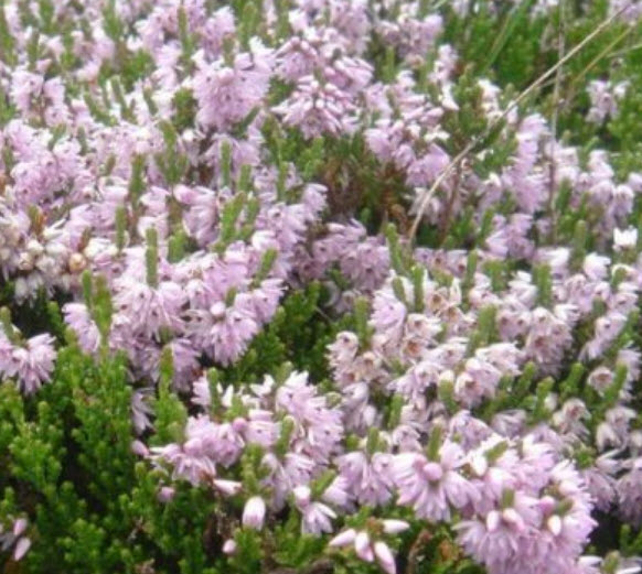 สนคัลลูน่า / เฮเธอร์ (Calluna vulgaris / Heather) สีม่วง / 400 เม็ด (Spain) *