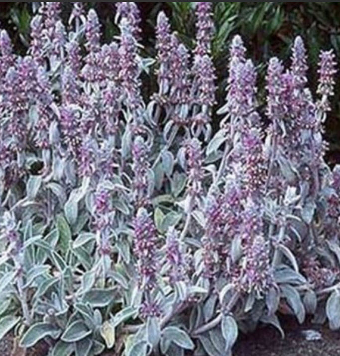 หูแกะ (Lamb's Ear) / 50 เม็ด (USA)*
