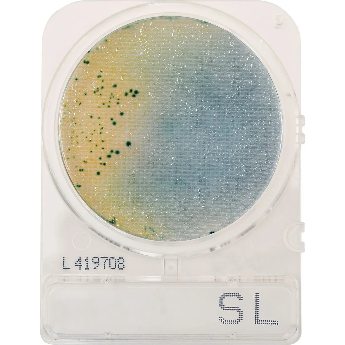 Compact Dry SL (สำหรับตรวจ Salmonella spp.)