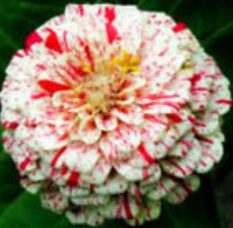บานชื่น (Zinnia Dahlia - Peppermint stick) กลีบขาวแต้มแดง / 25 เม็ด (UK)*