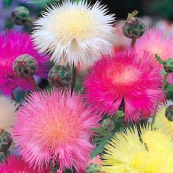 สวีท สุลต่าน (Sweet Sultan / Centaurea Moschatam) คละ / 50 เม็ด*