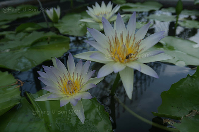 บัวผัน-เผื่อน 'กาญจนเทพ' (N. 'Garnjanatheph')