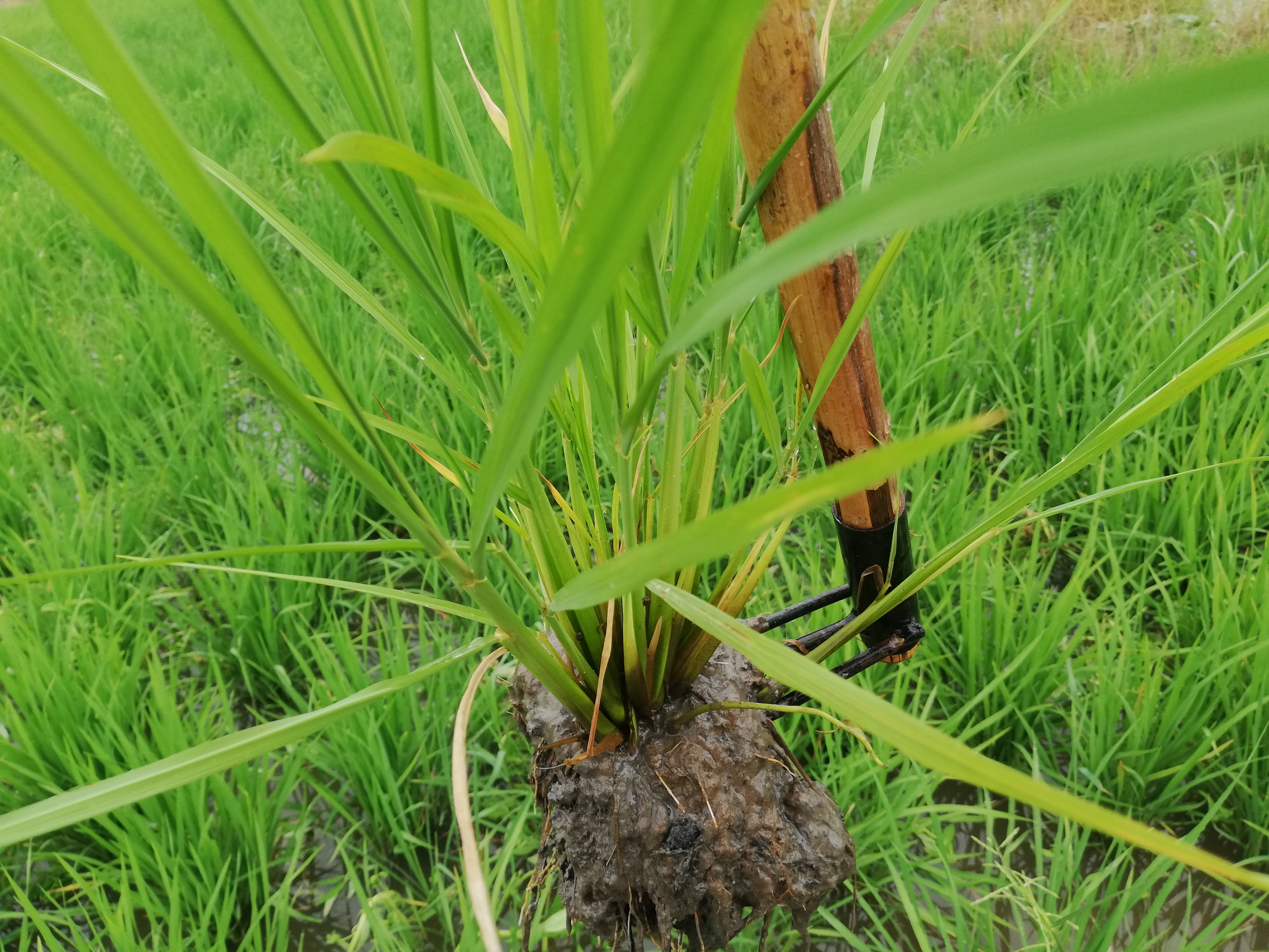 เหล็กซ่อมข้าว คราดย้ายข้าว ขนาดด้าม6หุน แบบมีคาด ส่งฟรีเก็บเงินปลายทาง