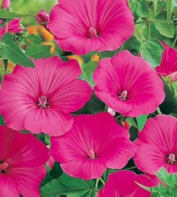 ชบาฝรั่ง (Rose Mallow - Loveliness) / 100 เม็ด (USA)*