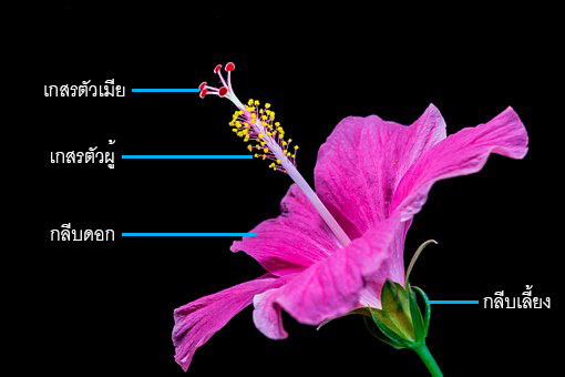 พิมพ์อลูมิเนียมตัดดอกชบา+ใบ(Aluminum mold cutter Hibiscus flowers.)