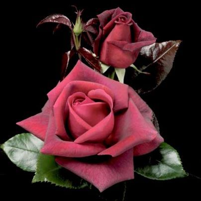 พิมพ์อัดลายใบกุหลาบ (Veiners ROSE leaves)