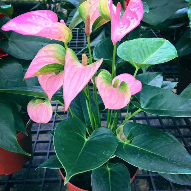 เรซินอัดลายใบหน้าวัว(Veiners Anthurium andraeanum leaf )