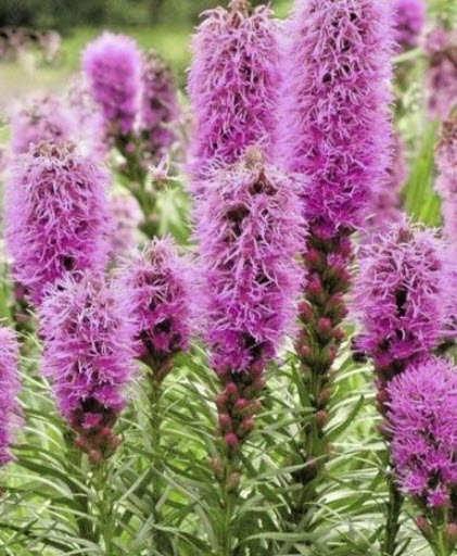ไลอะทริส หรือลิอะทริส (Liatris Spicata / Gayfeather / Pink Lavender) สีชมพู / 25 เม็ด (UK)