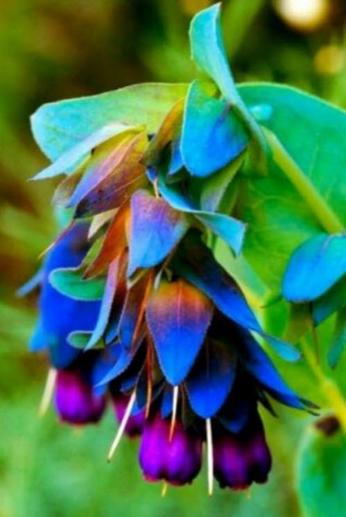 เซอรินธ์ (Cerinthe / blue shrimp) / 10 เม็ด (Portugal)*