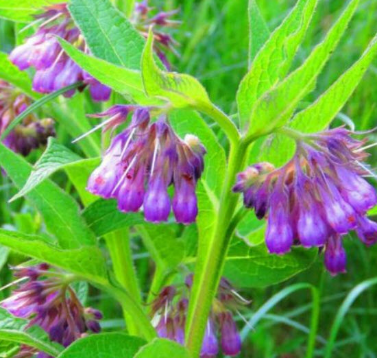 คอมเฟรย์ (Comfrey / Symphytum Officinale) / 25 เม็ด (UK)*