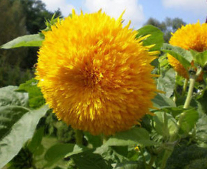 ทานตะวันดอกใหญ่ (Sungold Giant Sunflowe) สีเหลือง / 25 เม็ด (UK)*