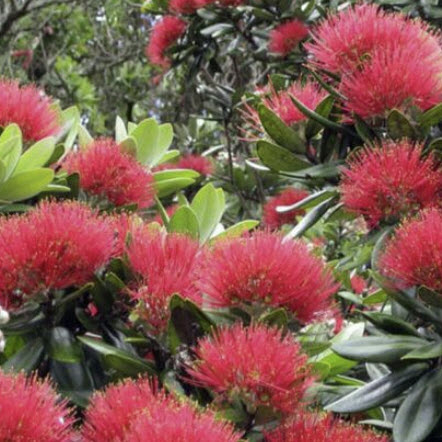 คริสต์มาสนิวซีแลนด์แดง (Red Pohutukawa) / 400 เม็ด (Spain)*