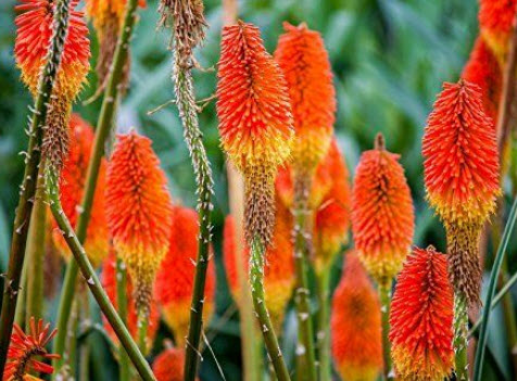 เรด ฮอท โป๊กเกอร์ (Red Hot Poker / Torch Lily) / 10 เม็ด (German)*