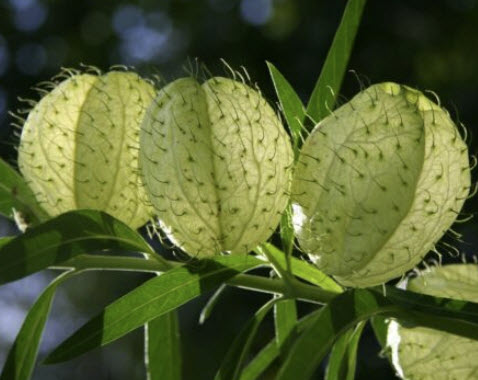 หงส์เหิร หรือ บอลลูน (balloon plant) / 25 เม็ด (Netherlands) *