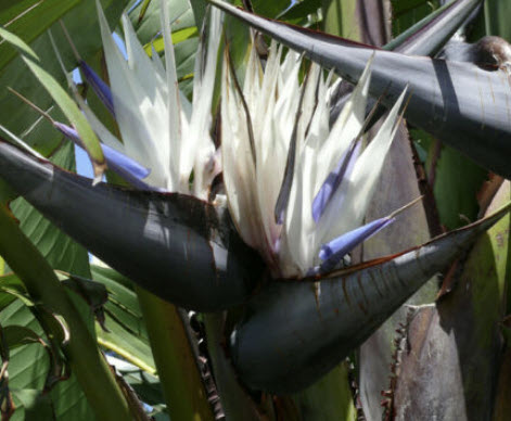 ปักษาสวรรค์ สีขาว (Strelitzia nicolai) / 5 เม็ด (Portugal)*
