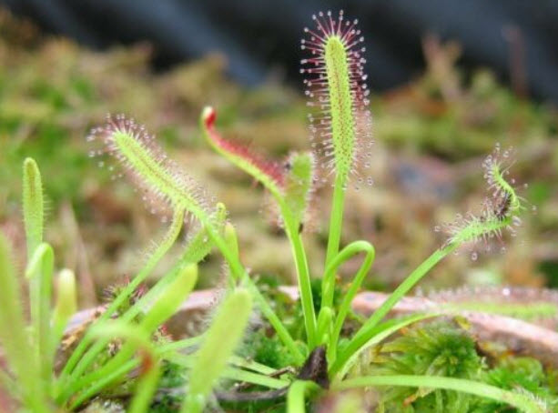 หยาดน้ำค้าง (Sundew Carnivorous / Drosera Capensis) / 10 เม็ด (UK)