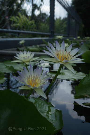 บัวผัน-เผื่อน 'กาญจนเทพ' (N. 'Garnjanatheph')