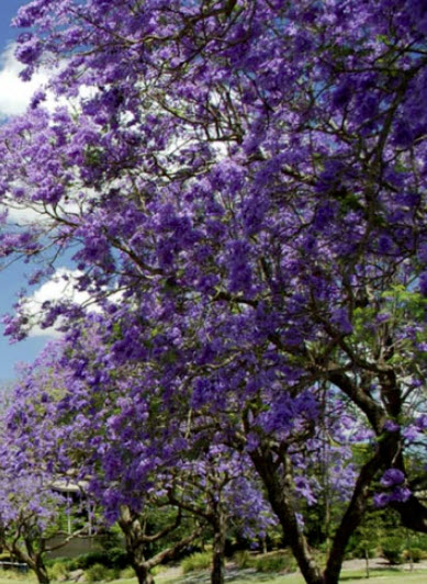 เพาโลเนีย หรือพอโลเนีย (Paulownia tomentosa) / 500 เม็ด (Spain) *