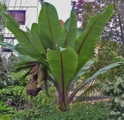 กล้วยเอธิโอเปีย (Ethiopian Banana / Ensete Ventricosum) / 5 เม็ด (UK) *