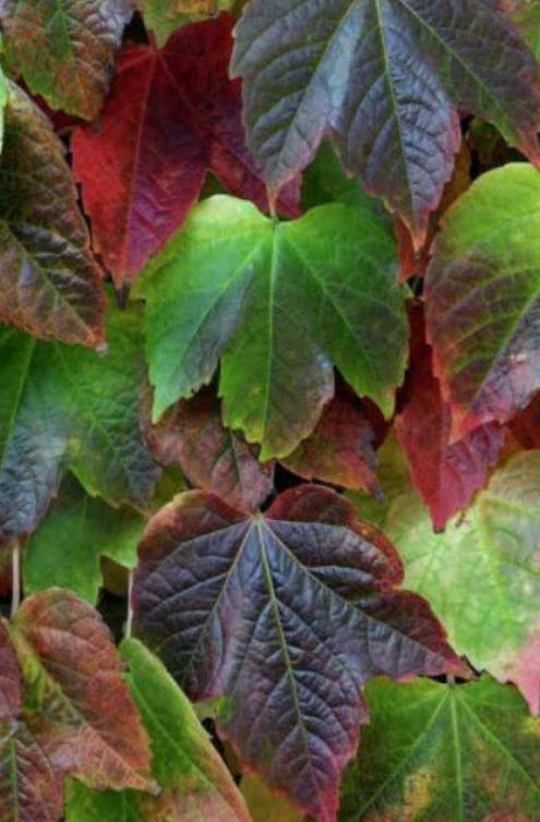บอสตันไอวี่ญี่ปุ่นใบด่าง (Japanese Creeper Ivy) / 50 เม็ด (Hungary)*