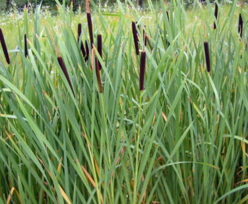 ธูปฤาษี หรือหญ้าสลาบหลวง (Cattail) / 2,000 เม็ด