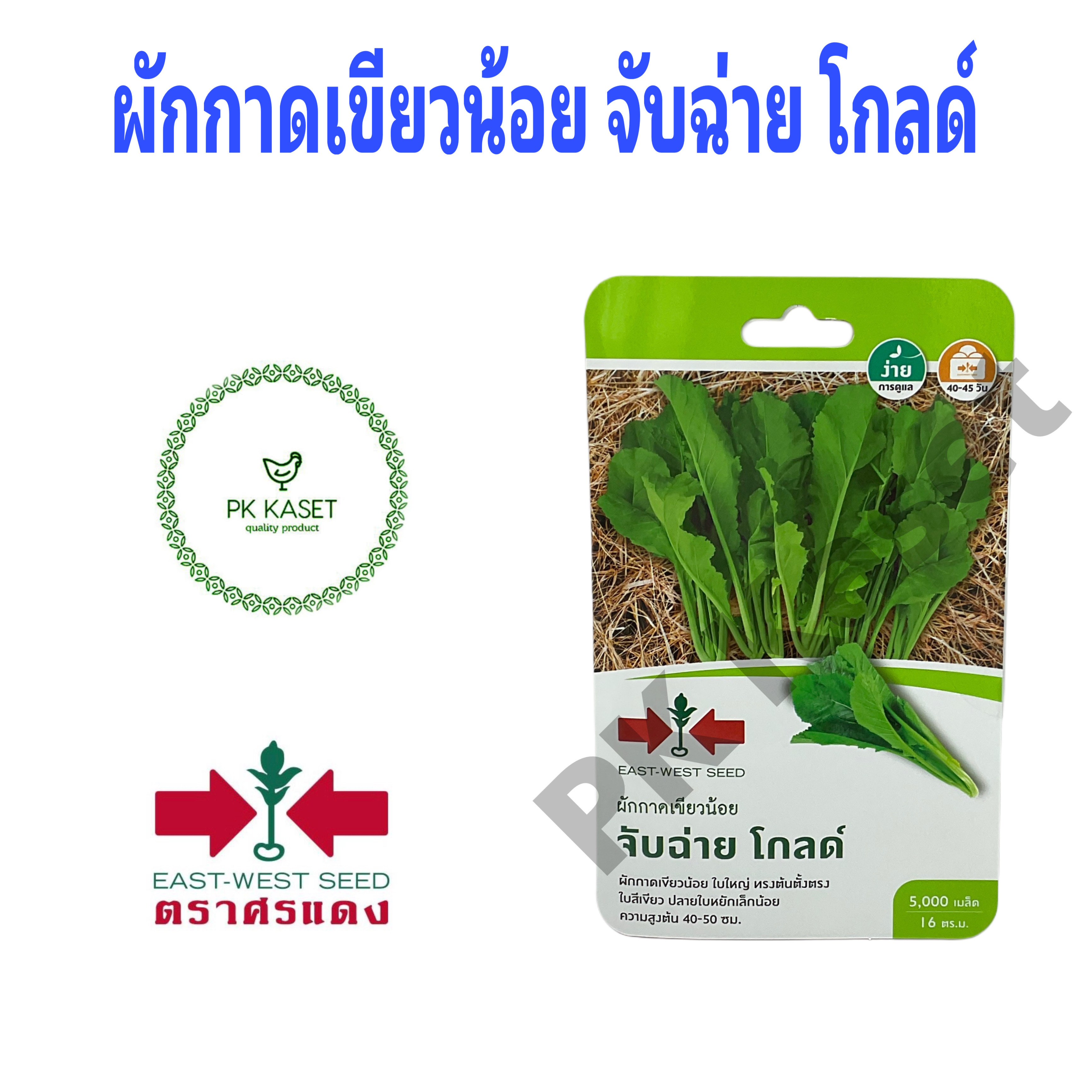 เมล็ดผักกาดเขียวน้อย จับฉ่าย โกลด์ ศรแดง ซองแข็ง 5,000 เมล็ด ผักสวนครัว