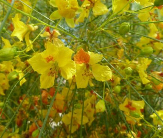 รัตมา หรือรัตตมา (Jerusalem thorn / Pakinsonia Aculeata) / 10 เม็ด (Italy/Portugal)*