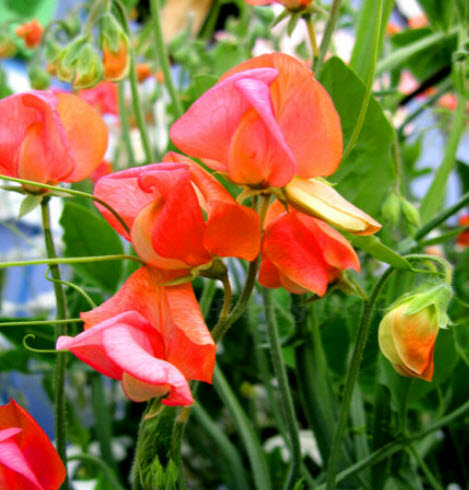 สวีทพี ปริ้นซ์ ออฟ ออเรนจ์ (Sweet Pea - Prince of Orange) / 25 เม็ด (UK)