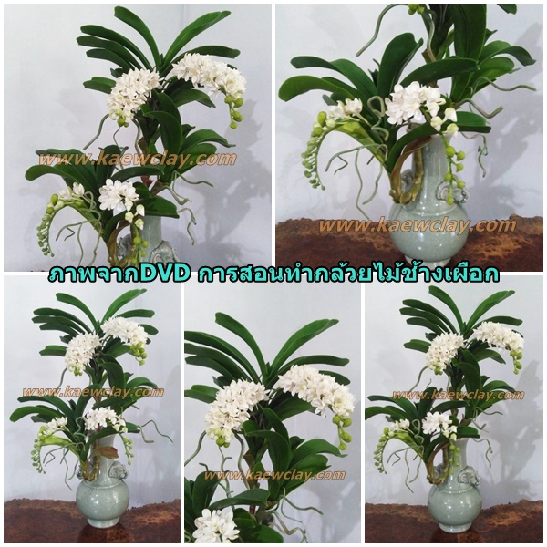 DVD สอนทำกล้วยไม้ช้างเผือก (DVD How to make Rhynchostylis gigantean (Lindl.) Ridl. with KAEWCLAY) สำเนา