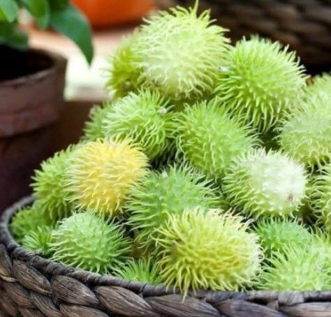 Cucumber Hedgehog / 25 เม็ด (UK)