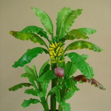 พิมพ์ตัดใบกล้วย(Aluminum mold cutter banana leaves. )