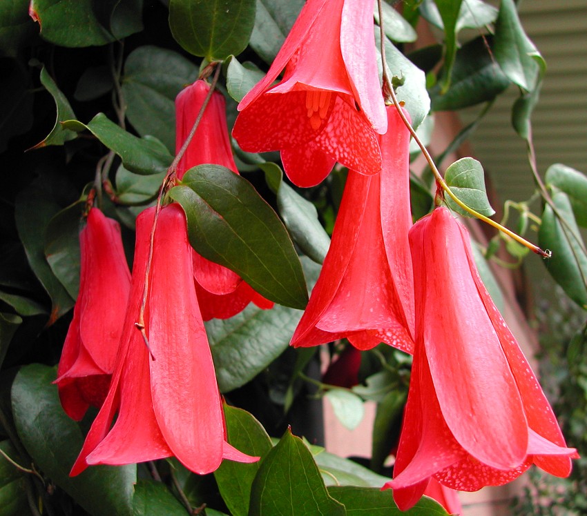 Cutter Mold lapageria rosea