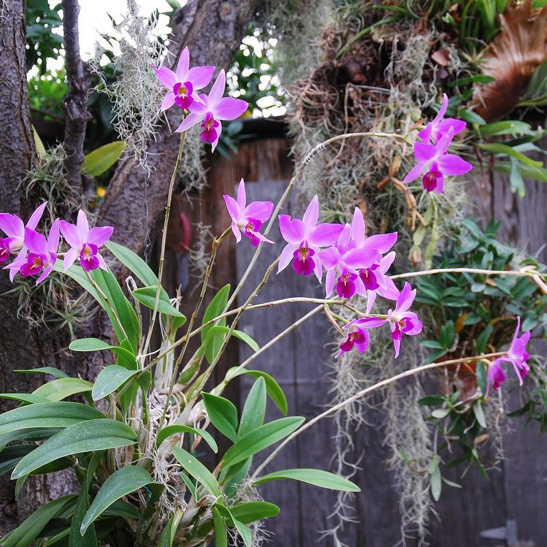 พิมพ์ตัดดอกกล้วยไม้แลเลีย(Aluminum mold cutter laelia anceps lindley)