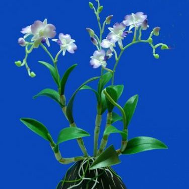 พิมพ์เรซิ่นใบกล้วยไม้หวายหางปลา(Veiners Dendrobium leaf )