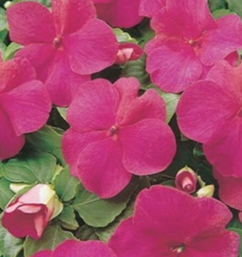 เทียนฝรั่ง (Busy Lizzie - Carmine) / 25 เม็ด (USA)