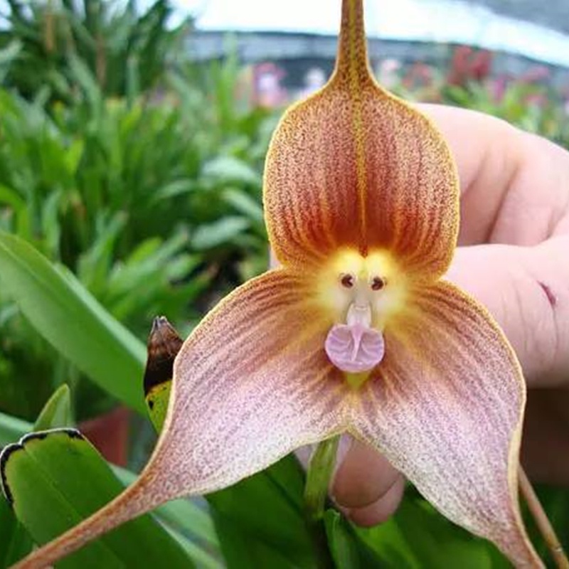 พิมพ์ตัดกล้วยไม้หน้าลิง(Cutter Mold monkey orchids)