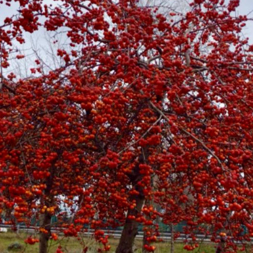 เชอรี่แอปเปิล (Cherry apple / malus baccata) / 20 เม็ด (Spain)