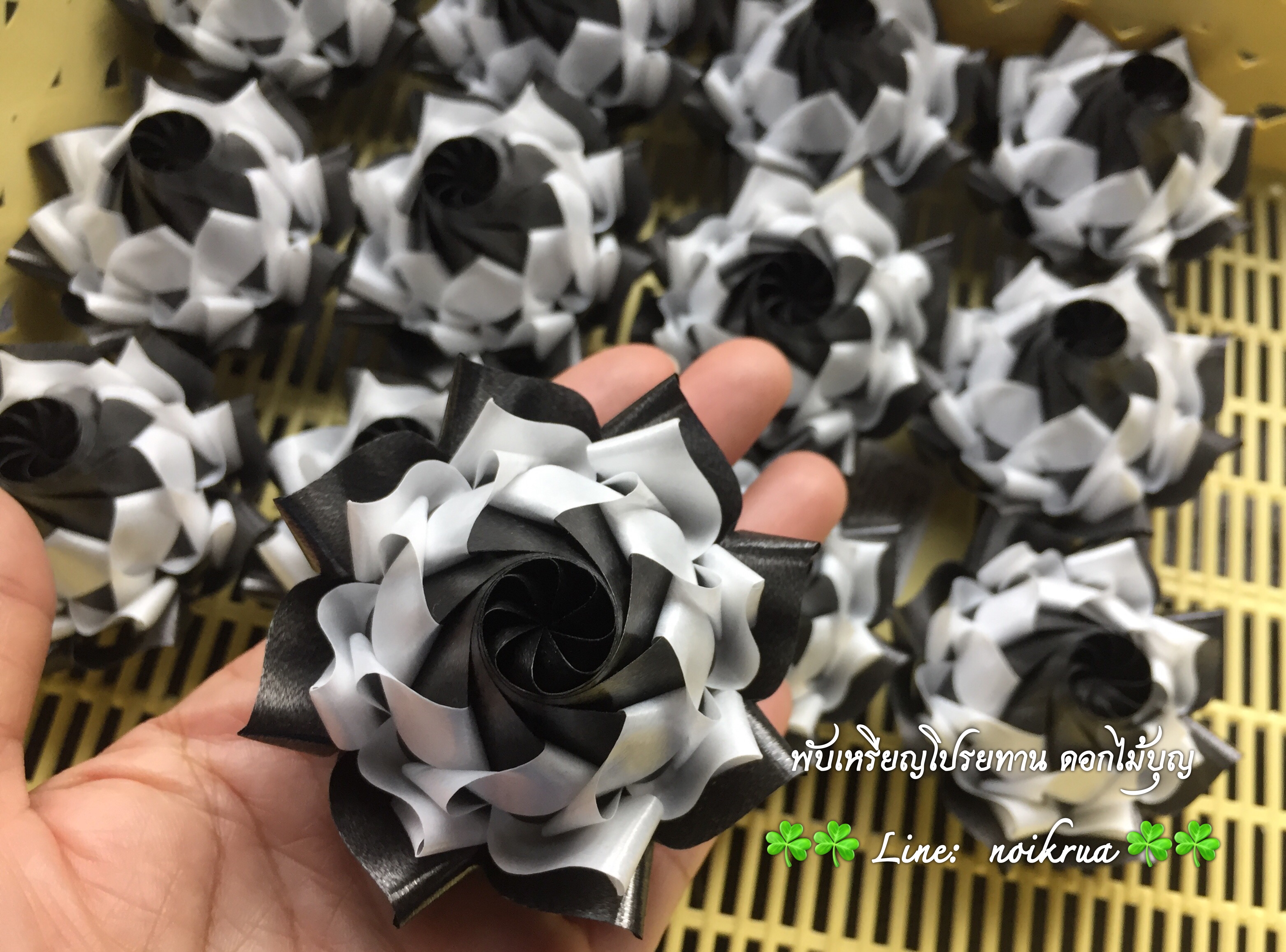 บัวปทุมมาสลับสีขาวดำ