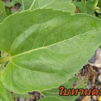 พิมพ์อัดลายใบเยียบีร่า+ทานตะวัน (Veiners Gerbera +sunflower leaves)