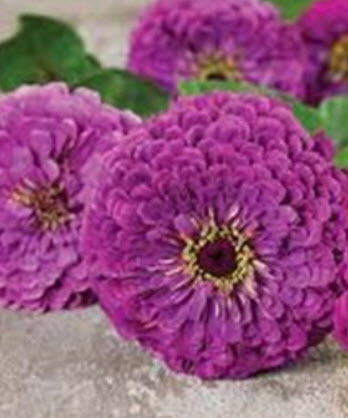 บานชื่น เพอร์เพิ่ล ควีน (Zinnia - Purple Queen) สีม่วง / 15 เม็ด (UK)