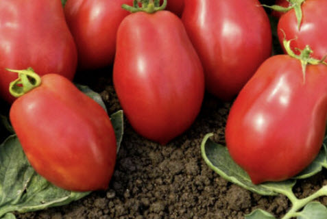 มะเขือเทศ โรมา วีเอฟ (Tomato - Roma VF / Solanum lycopersicum) / 450 เม็ด (UK)
